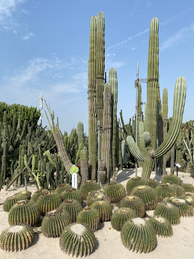 廈門植物園｜別睡懶覺！一定要早去才好看。