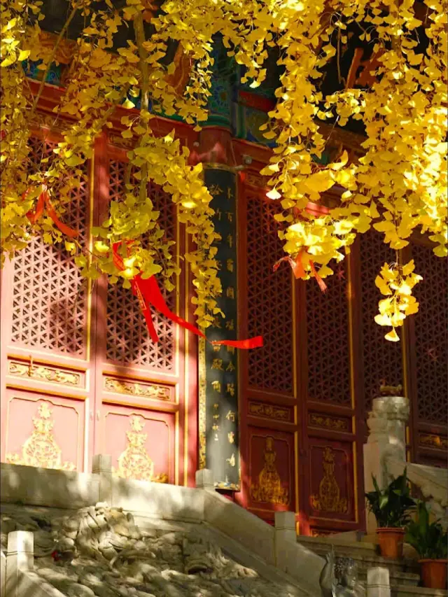 The best place to enjoy autumn in China—Wuhan.