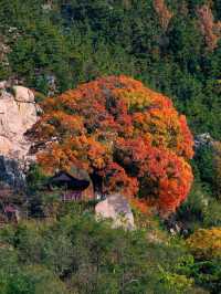 青島｜神清宮五角楓11月4日實況 錯過等一年。