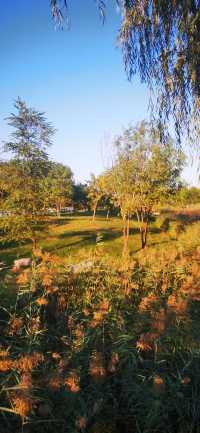 濱州市最大的公園——中海公園。