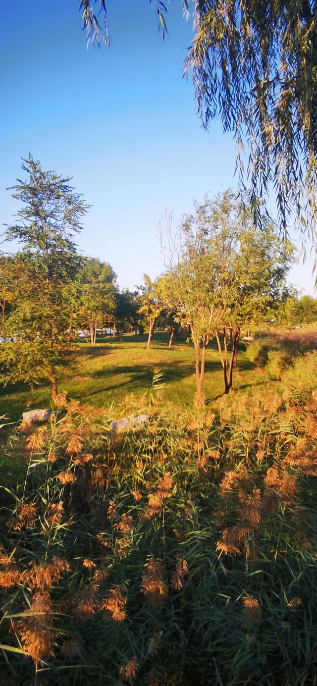 濱州市最大的公園——中海公園。