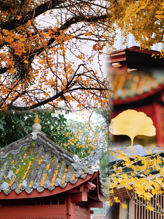 Chengdu Culture Park Ginkgo Viewing