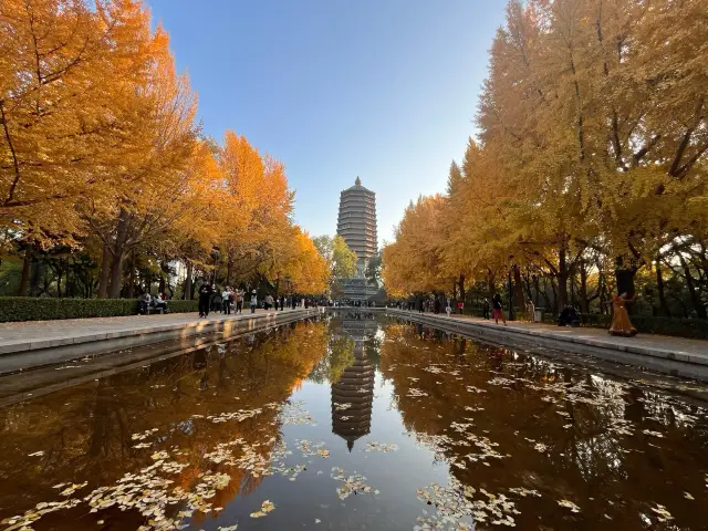 玲瓏公園賞銀杏～。