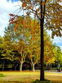 文化廣場除了看劇,還有銀杏。