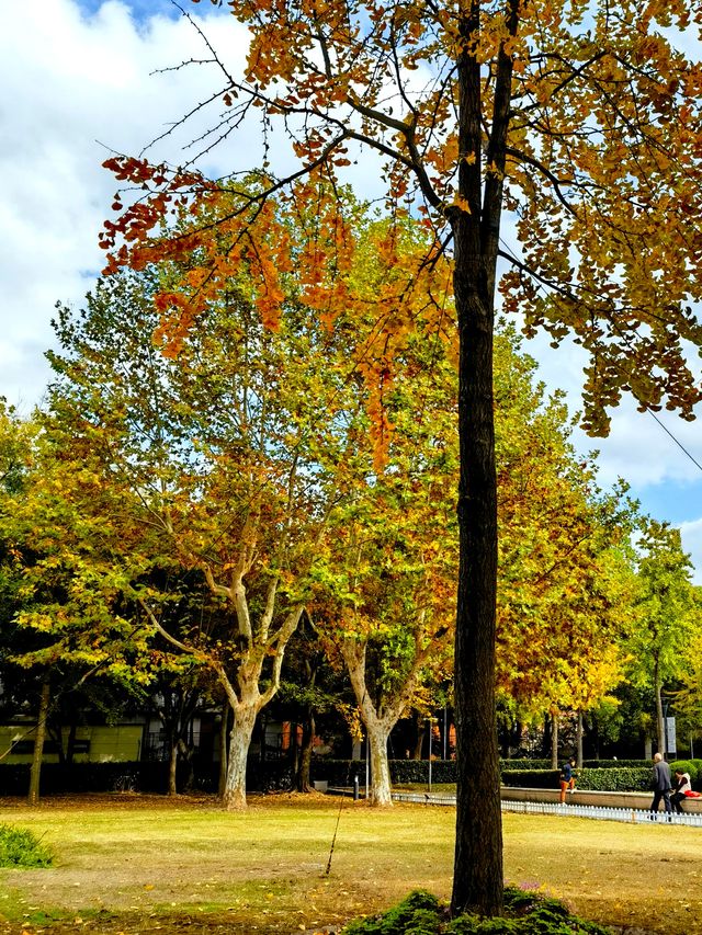 文化廣場除了看劇,還有銀杏。 文化廣場除了看劇,還有銀杏。