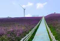 天界花園·非凡之旅：高坡雲頂花海的秘密。