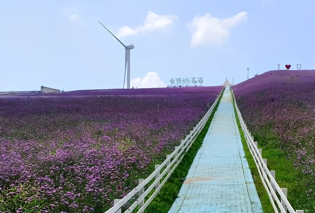 天界花園·非凡之旅：高坡雲頂花海的秘密。