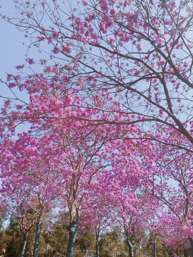 冬日無絕色？南寧花開如春美如畫。