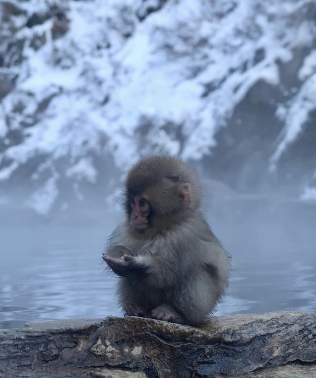 比起北海道，我更愛長野這個小眾景點...
