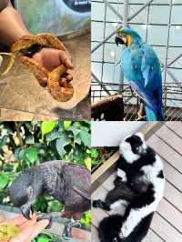 敢不敢來迪拜野生動物園逛逛