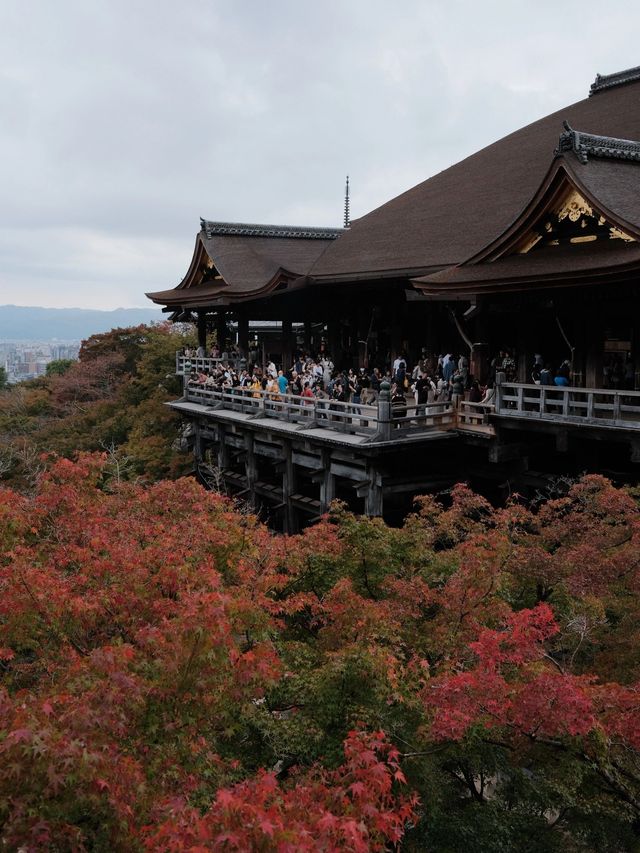 4日親子遊日本超實用攻略來啦