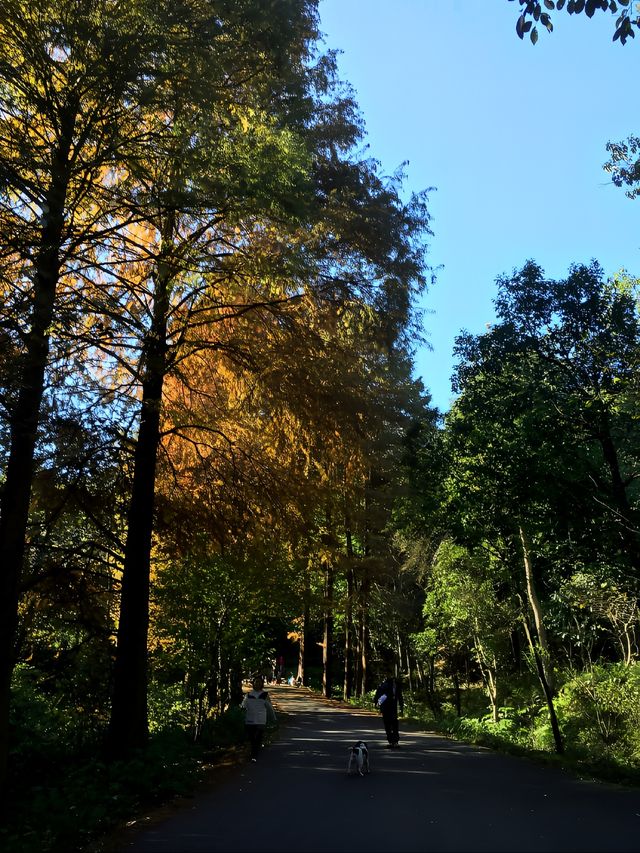 杭州小而美登山徒步路線：午潮山，才是山的樣子