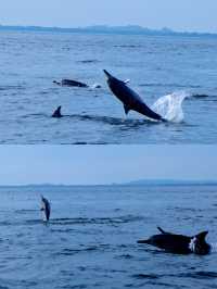 Experience the Joy of Dolphin Watching in Pasikuda, Sri Lanka