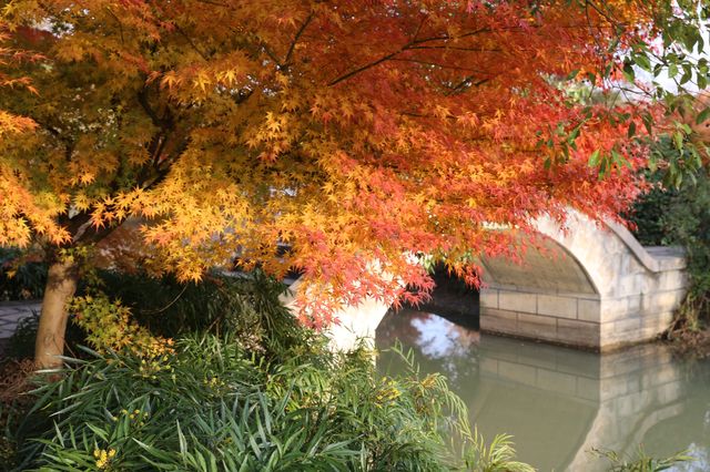 又是一年楓葉紅~~花開海上生態園