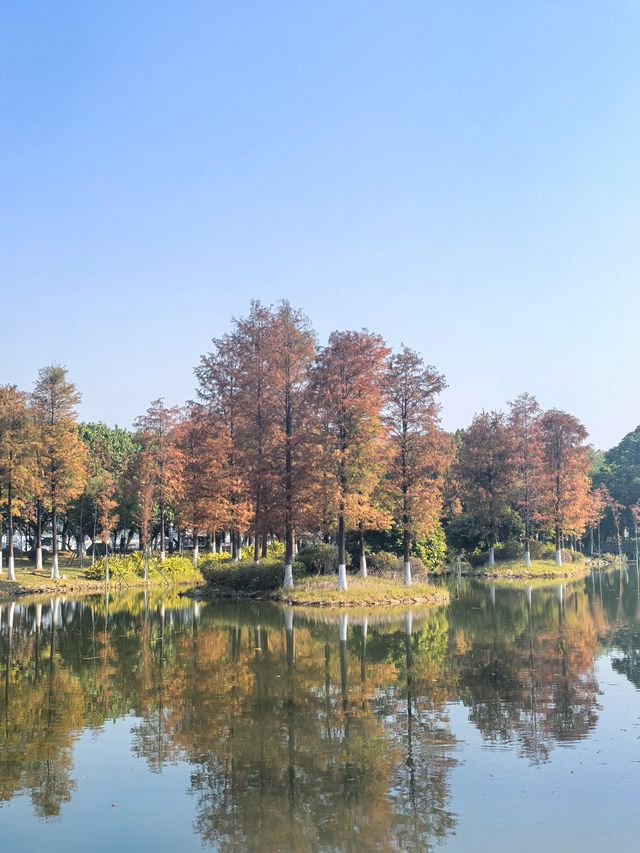 廣州生物島：水墨園的落羽杉