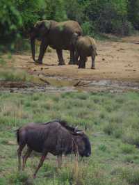 南非比鄰斯堡動物園 | 走進野生動物的奇妙世界