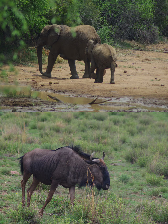 南非比鄰斯堡動物園 | 走進野生動物的奇妙世界
