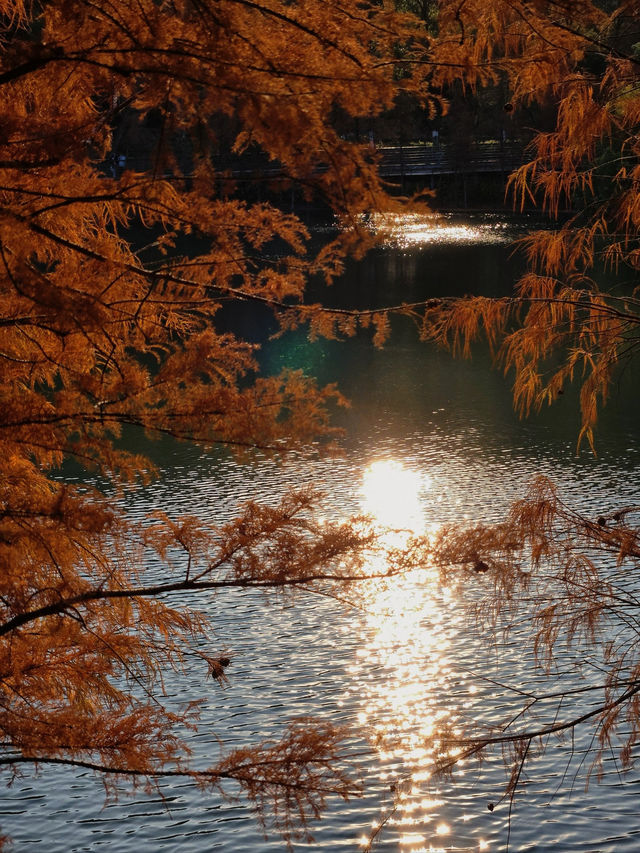 #中山金鐘湖公園：迷人湖景