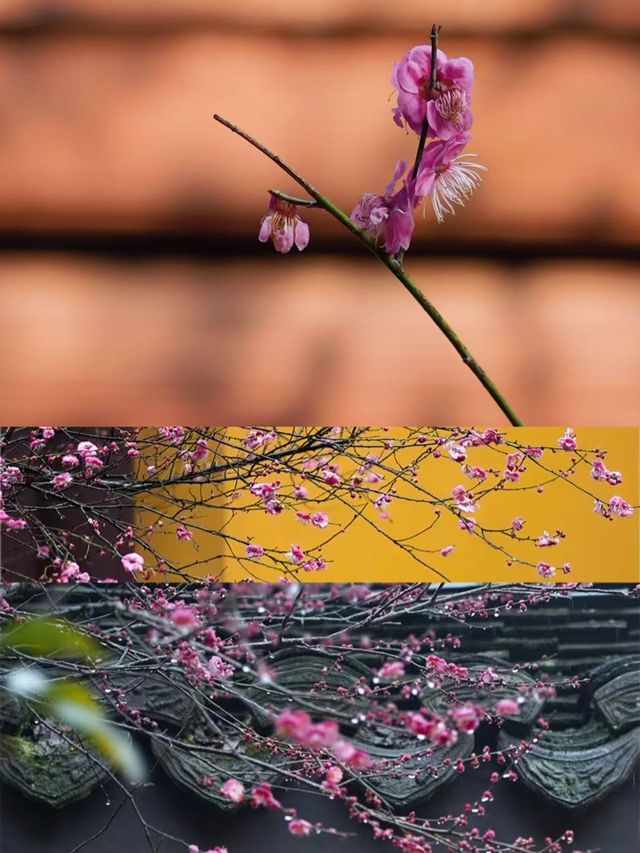 杭州超小眾寺廟，西湖邊的慧因高麗寺