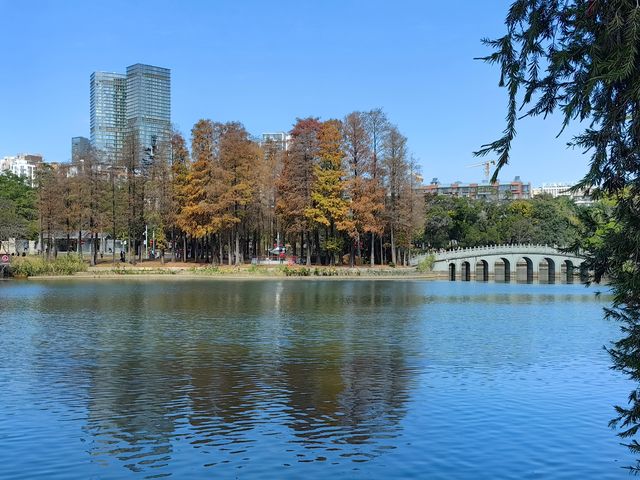落羽杉
