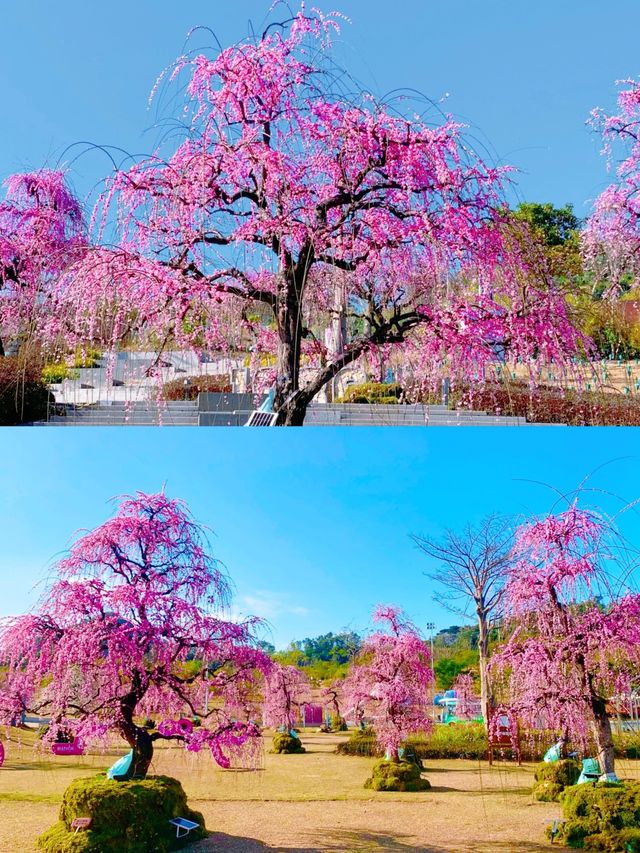 深圳賞梅好去處