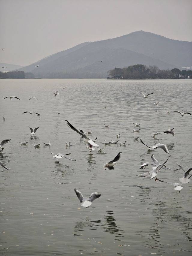 無錫親子遊‖蠡湖大橋餵海鷗水上摩天輪