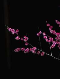 快去，罨畫池的梅花不多了