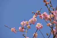 桂林西山公園的臘梅開啦 
