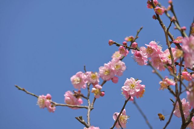 桂林西山公園的臘梅開啦 