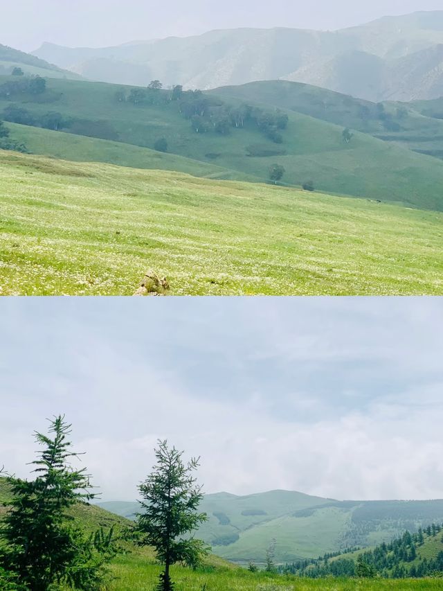 不是新疆這裡是呼和浩特敕勒川高山草原