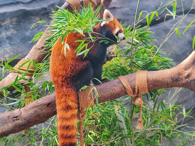 武漢動物園遊玩攻略