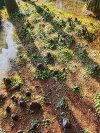 青西郊野公園絕對是任何季節都值得去的地方！