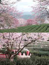 永福櫻花秘境國家地理認證的春日天花板