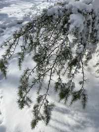2025年的第一場春雪～美呆啦！