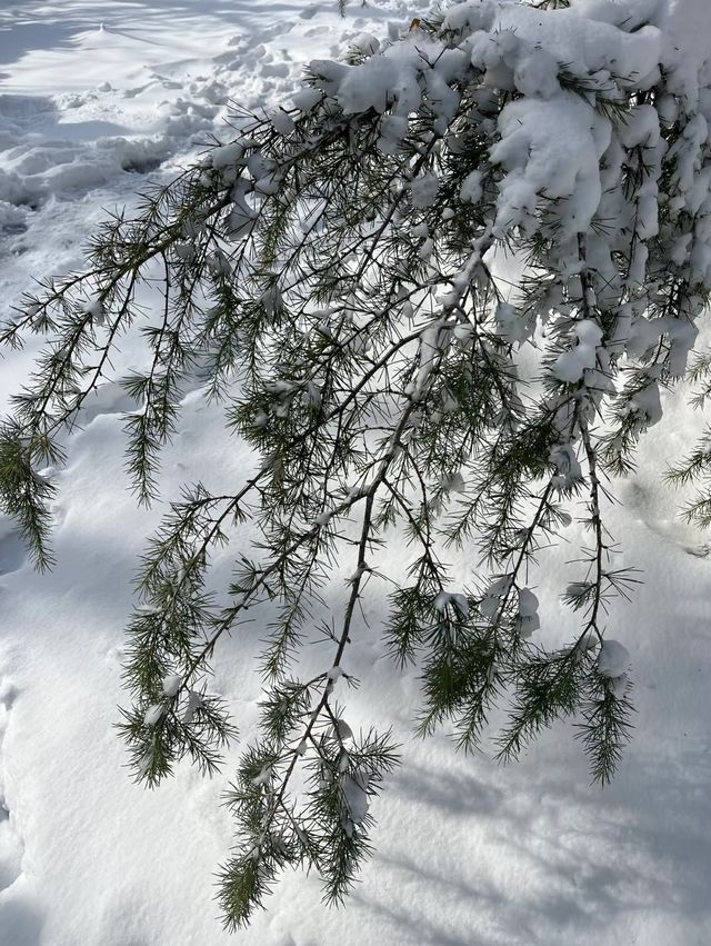 2025年的第一場春雪～美呆啦！