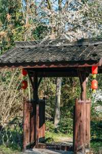 A Journey to Mingzhao Temple for the Blooming Plum Blossoms