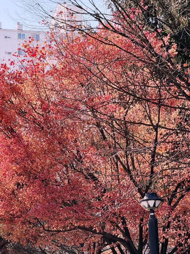 西大門紅葉之旅：秋日的浪漫與靜謐🍁🍂