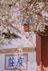 春日來信｜庾園海棠花開