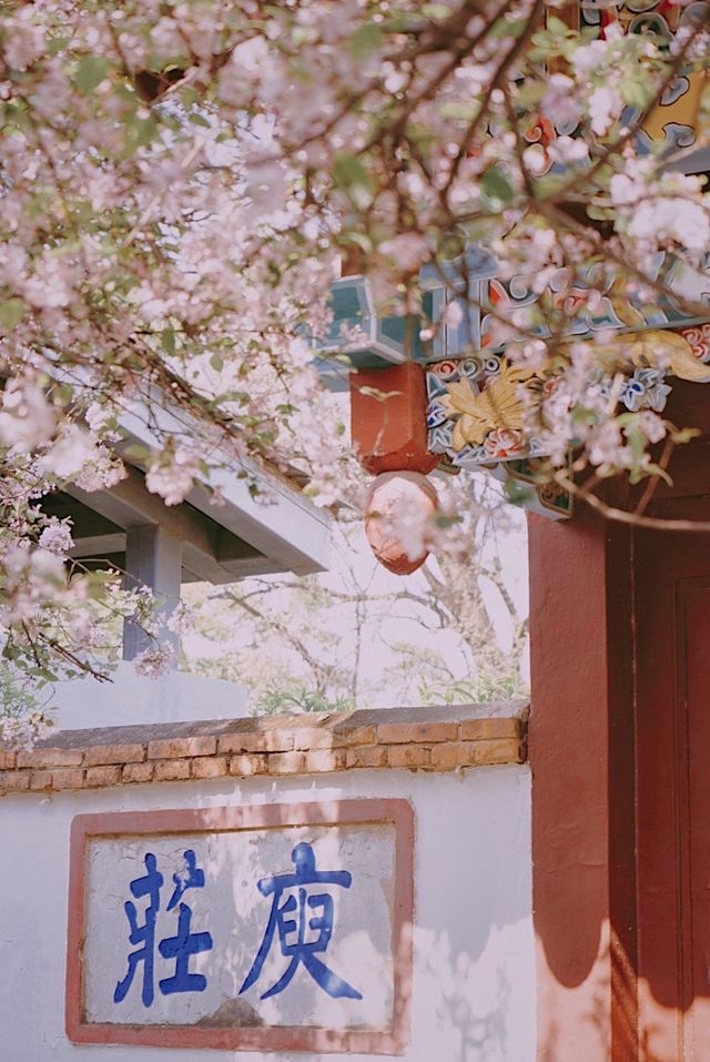 春日來信｜庾園海棠花開