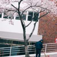 🌸釜山限定！交换春天計劃，邂逅浪漫櫻花大道