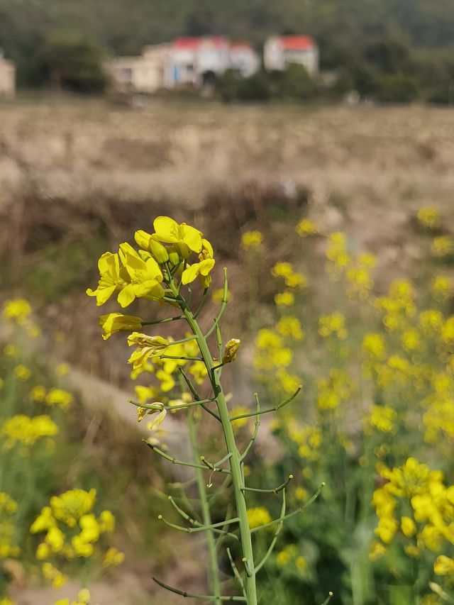 鄉間村野油菜花故