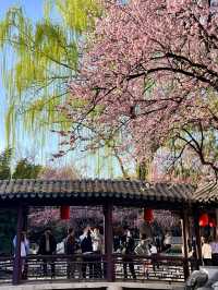 3.23實況｜藏在北京三環裡的小江南花開啦