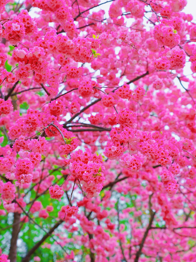 昆明圓通山櫻花季 賞櫻最強攻略