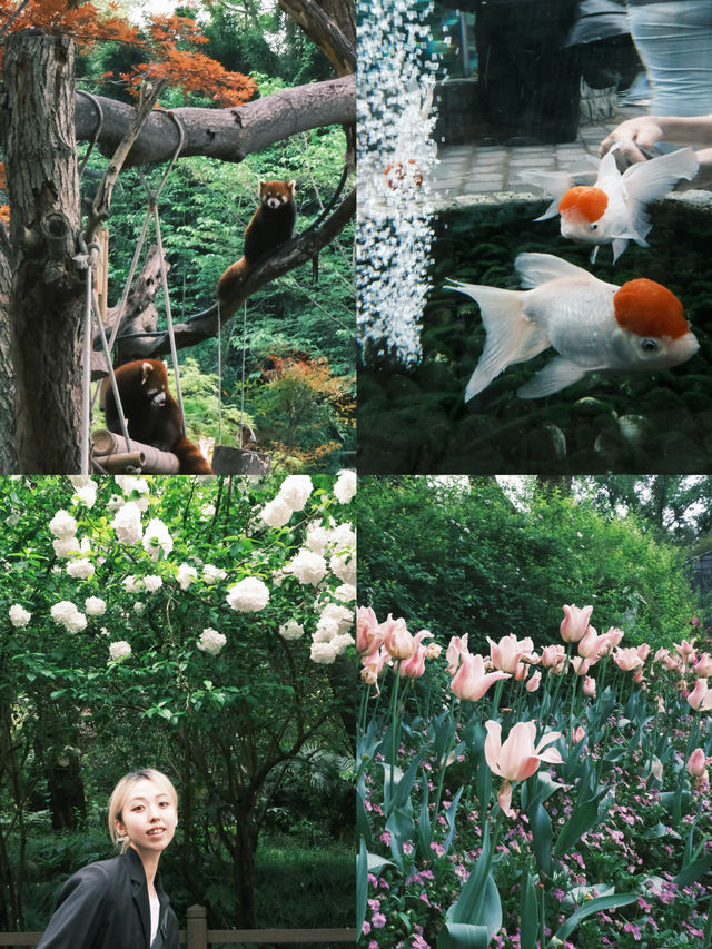 春天就應該去動物園逛逛！上海動物園已經更上一層樓喇