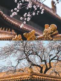 北京賞杏花‖打卡避坑攻略
