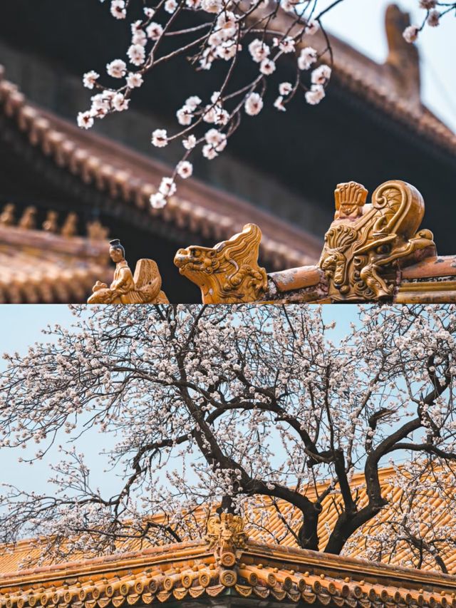 北京賞杏花‖打卡避坑攻略