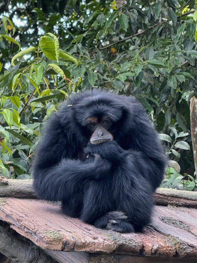 Discover Asia's First Rainforest Adventure Zoo in Singapore!
