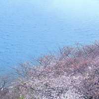 釜山追櫻奇遇，邂逅動漫同款浪漫🌸