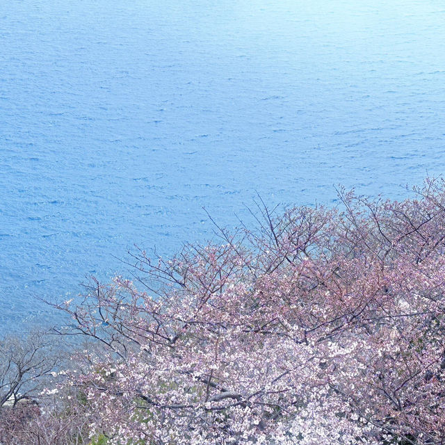 釜山追櫻奇遇，邂逅動漫同款浪漫🌸