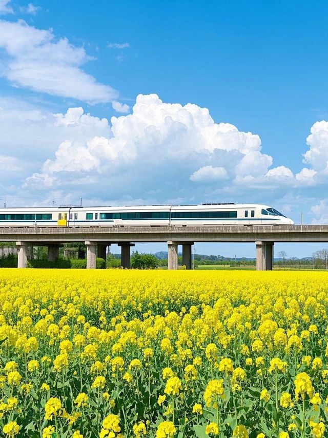 走啦！由西安出發去漢中賞油菜花啦